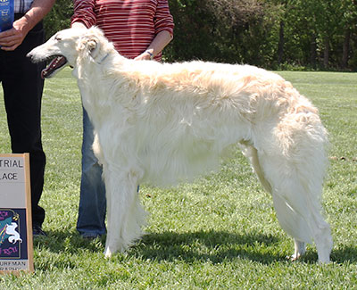 2015 AKC Lure Coursing Special 1st