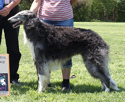 2015 AKC Lure Coursing Veteran 1st