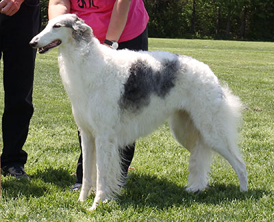 2015 AKC Lure Coursing Veteran 3rd