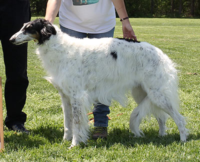 2015 AKC Lure Coursing Veteran 4th