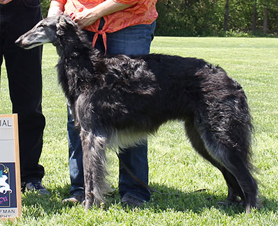 2015 AKC Lure Coursing Veteran 5th