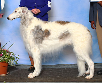 2015 Veteran Sweepstakes Dog, 7 years and under 8 - 1st