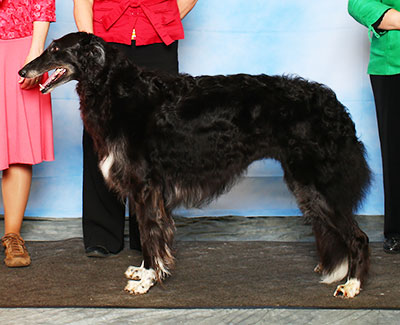 2015 Bitch, Amerian Bred - 2nd