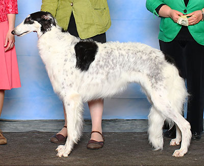 2015 Bitch, Amerian Bred - 3rd