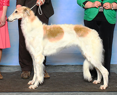 2015 Bitch, Amerian Bred - 4th