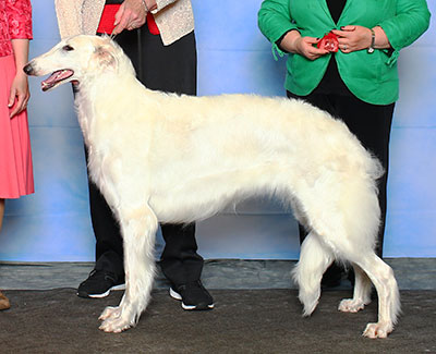 2015 Bitch, Bred by Exhibitor - 2nd