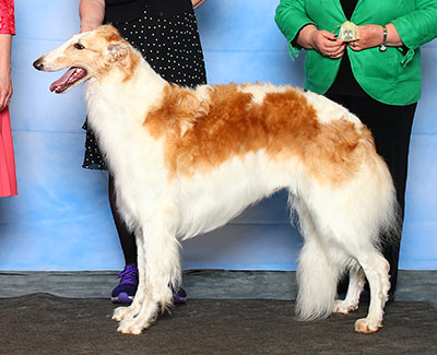 2015 Bitch, Bred by Exhibitor - 3rd