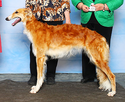 2015 Bitch, Bred by Exhibitor - 4th