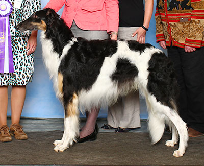 1992 Best Bred By Exhibitor In Specialty