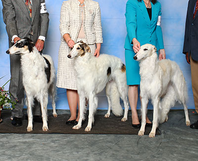 2015 Brood Bitch Class - 4th