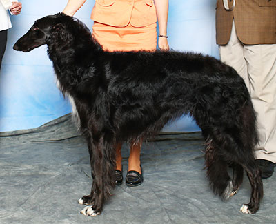 2015 Dog, 12 months and under 18 - 1st