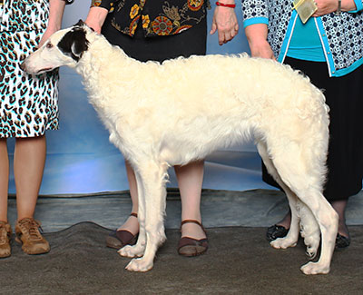 2015 Dog, 6 months and under 9 - 3rd