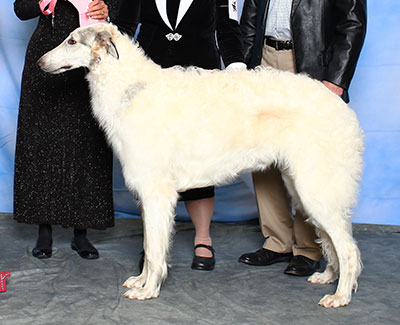 2015 Dog, 9 months and under 12 - 2nd
