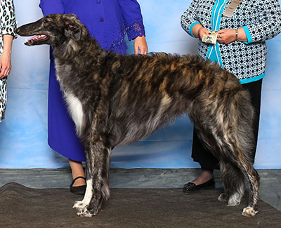 2015 Dog, 9 months and under 12 - 3rd