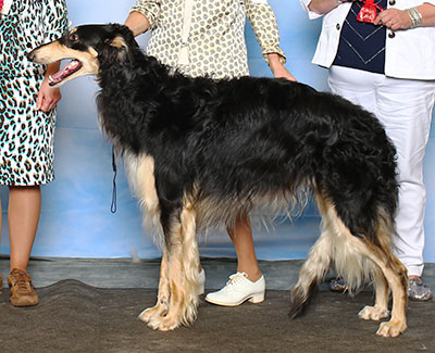 2015 Dog, Amerian Bred - 3rd