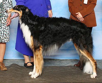 2015 Dog, Amerian Bred - 3rd