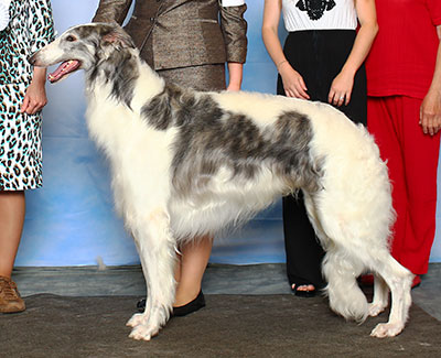 2015 Dog, Amerian Bred - 4th