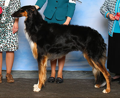 2015 Dog, Bred by Exhibitor - 2nd
