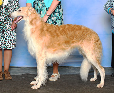 2015 Dog, Bred by Exhibitor - 3rd