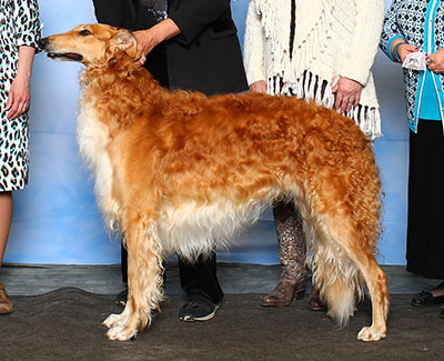 2015 Dog, Bred by Exhibitor - 4th