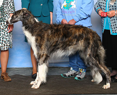 2015 Dog, Novice - 2nd