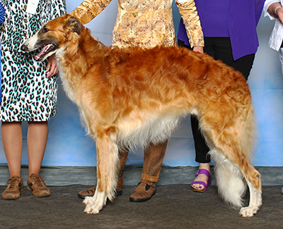 2015 Dog, Open - 1st