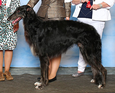 2015 Futurity Dog, 21 months and under 24 - 4th