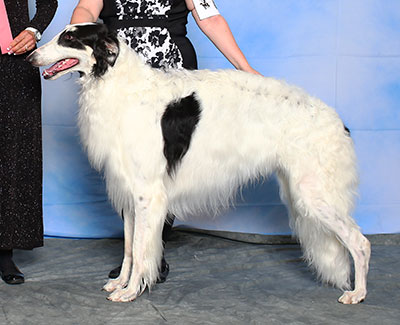 2015 Futurity Dog, 18 months and under 21 - 1st