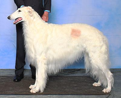 2015 Dog, Veteran 7 years and under 10 - 2nd