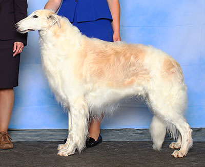 2015 Dog, Veteran 7 years and under 10 - 3rd