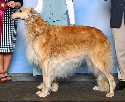 2015 Dog, Veteran 7 years and under 10 - 4th