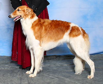 2015 AKC Lure Coursing Open 4th