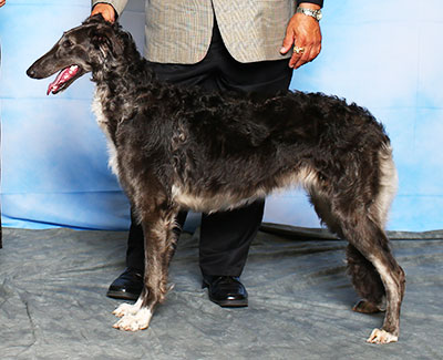 2015 Futurity Bitch, 6 months and under 9 - 4th