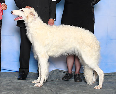 2015 Futurity Bitch, 9 months and under 12 - 1st