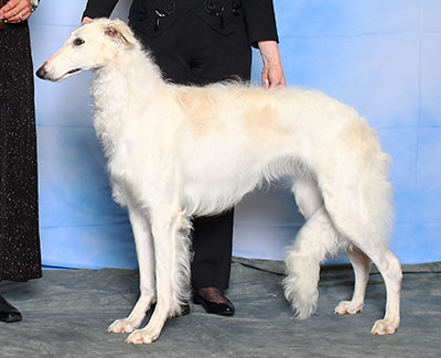 2015 Futurity Bitch, 9 months and under 12 - 2nd