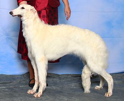 2015 Futurity Bitch, 9 months and under 12 - 4th