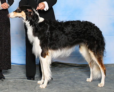 2015 Futurity Dog, 15 months and under 18 - 4th