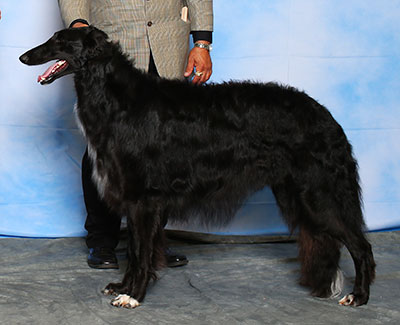 2015 AKC Lure Coursing Open 5th