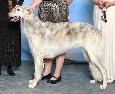 2015 Futurity Dog, 6 months and under 9 - 2nd