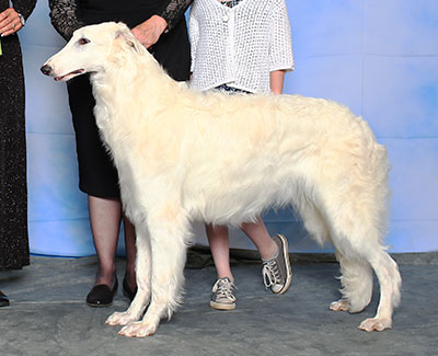 2015 Futurity Dog, 9 months and under 12 - 3rd