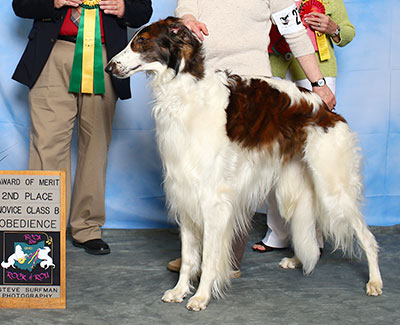 2015 Obedience Award of Merit