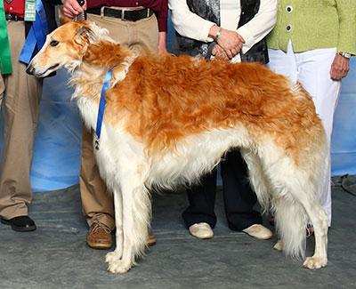 2015 Obedience Award of Merit