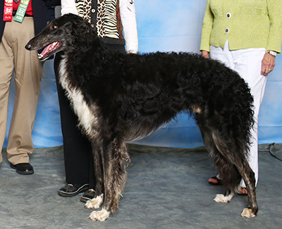 2015 Obedience Beginner Novice Class 'B' - 2nd