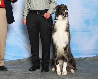 2015 Obedience Beginner Novice Class 'B' - 3rd