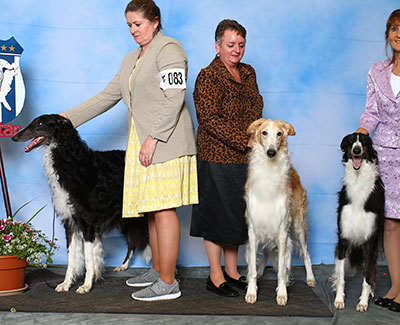 2015 Stud Dog Class - 1st