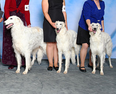 2015 Stud Dog Class - 2nd