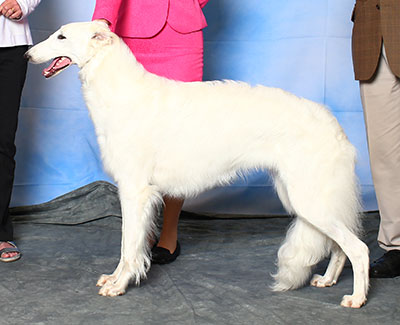 2015 Puppy Sweepstakes Bitch, 12 months and under 15 - 2nd