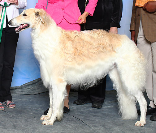 2015 Dog, 12 months and under 18 - 2nd