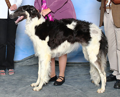 2015 Puppy Sweepstakes Dog, 12 months and under 15 - 2nd