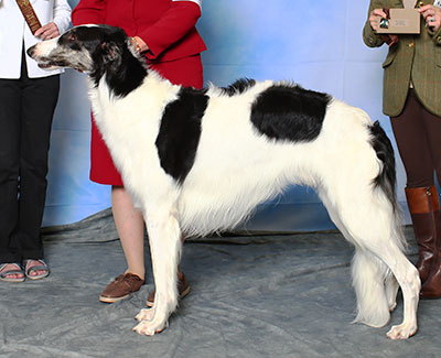 2015 Futurity Dog, 15 months and under 18 - 3rd